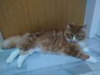 Deckkater Main Coon